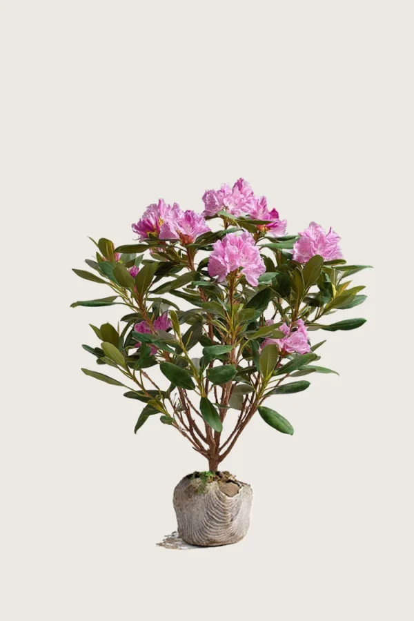 Rosa-Rhododendron-Rotklump-Välgrenad-100cm.webp