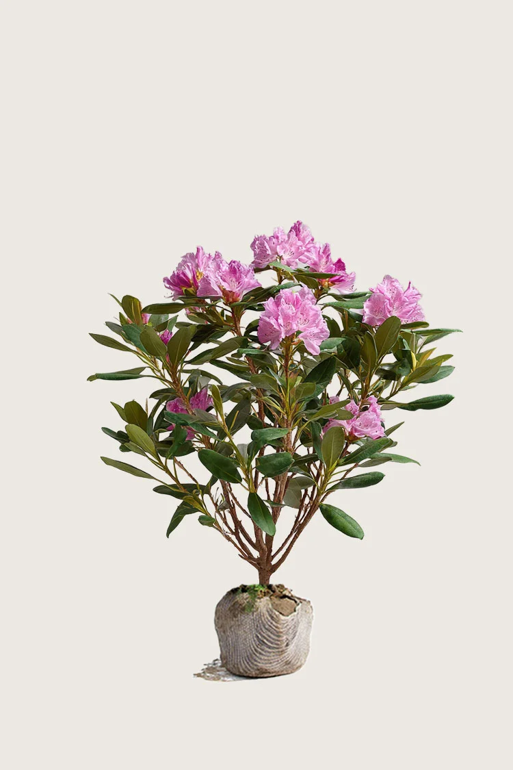 Rosa-Rhododendron-Rotklump-Välgrenad-40cm.webp