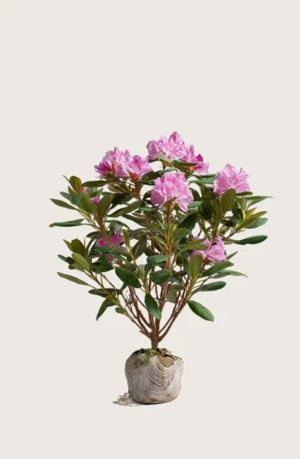 Rosa-Rhododendron-Rotklump-Välgrenad-80cm.webp