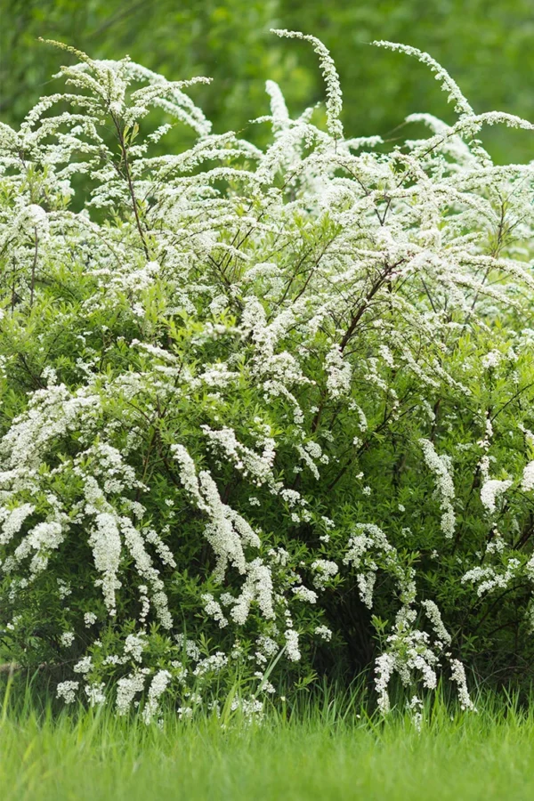 Norskspirea