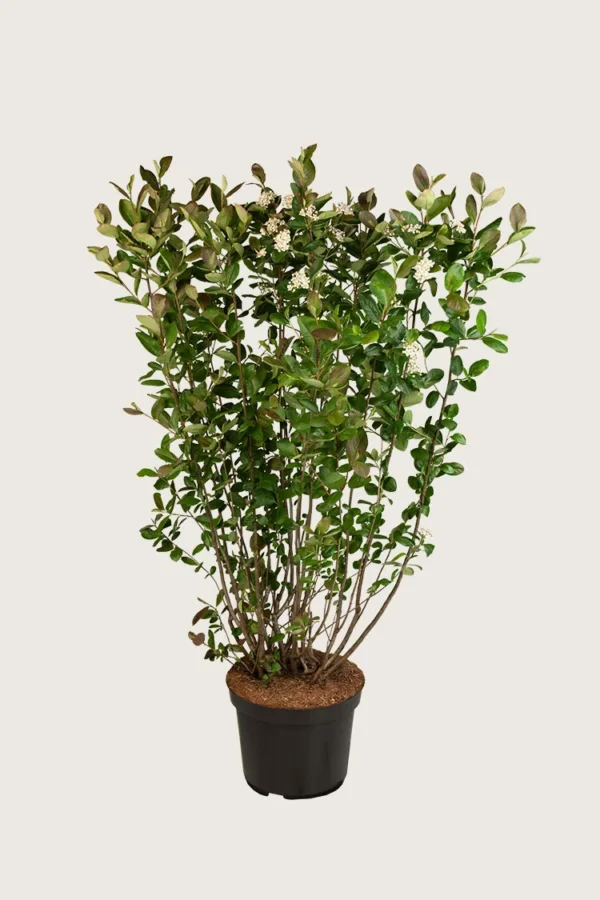 Svartaronia-Kruka-Välgrenad-125cm.webp