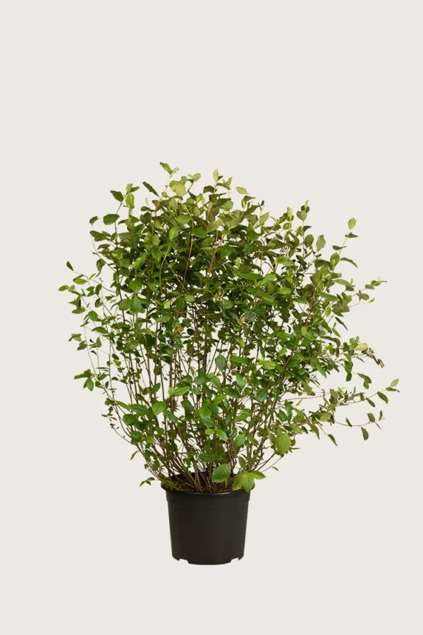 Svartaronia-Kruka-Välgrenad-80cm.webp