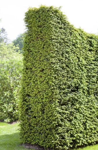 Idegran Taxus Baccata