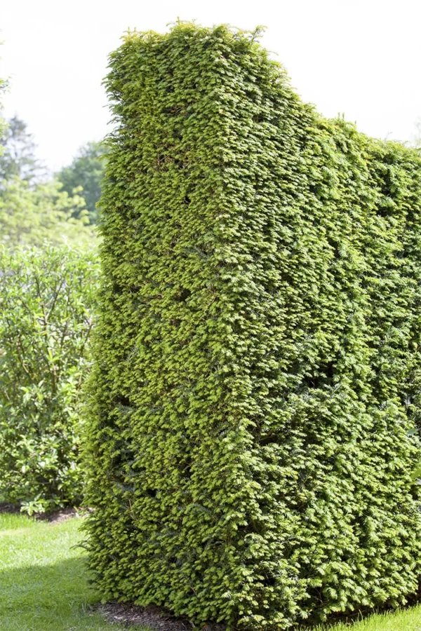 Idegran Taxus Baccata