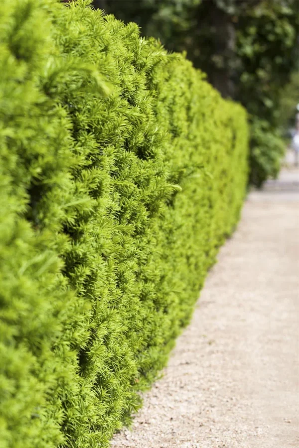 Hybrididegran Hicksii