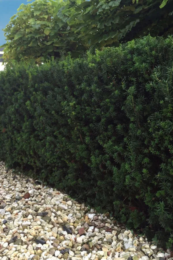 Hybrididegran Hillii