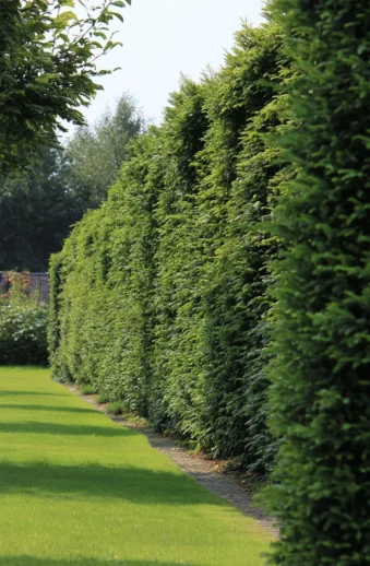 Hybrididegran Hillii