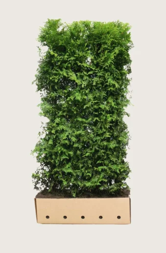 Thuja Brabant Färdig häck Välgrenad 200cm