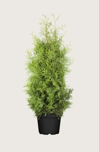 Thuja-Brabant-Kruka-Grenad-250cm.webp