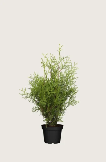 Thuja-Brabant-Kruka-Grenad-60cm.webp