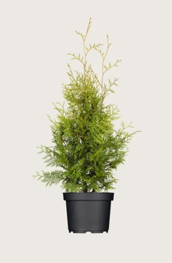 Thuja-Brabant-Kruka-Outlet-175cm.webp