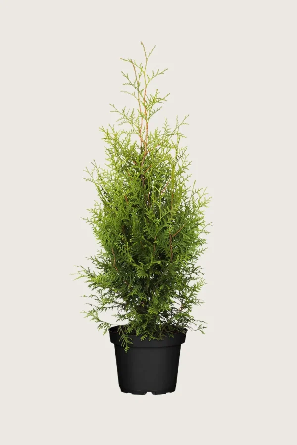 Thuja-Brabant-Kruka-Outlet-200cm.webp