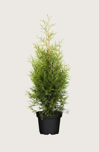 Thuja-Brabant-Kruka-Outlet-225cm.webp