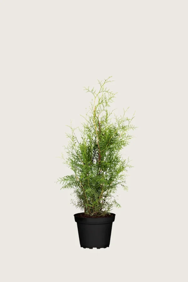 Thuja-Brabant-Kruka-Outlet-80cm.webp