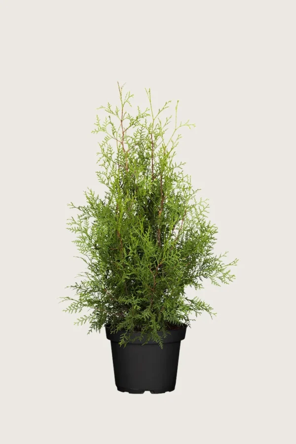 Thuja-Brabant-Kruka-Välgrenad-100cm.webp