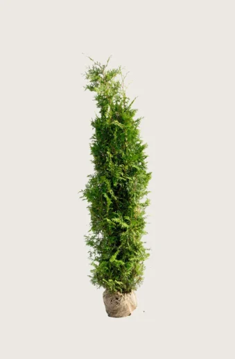Thuja-Brabant-Rotklump-Grenad-100cm.webp