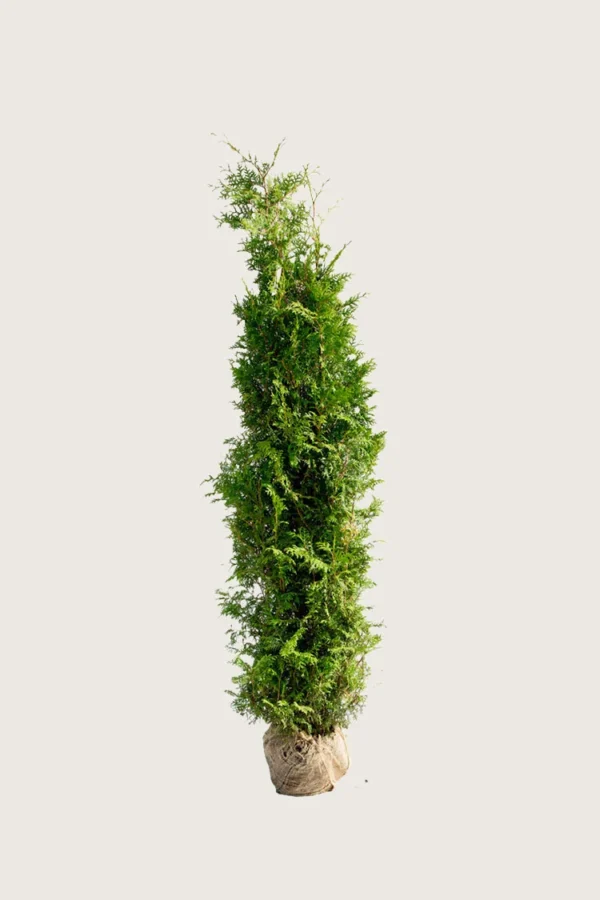Thuja-Brabant-Rotklump-Grenad-175cm.webp