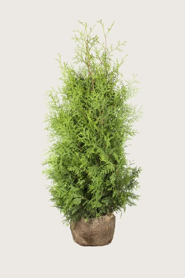 Thuja-Brabant-Rotklump-Grenad-200cm.webp