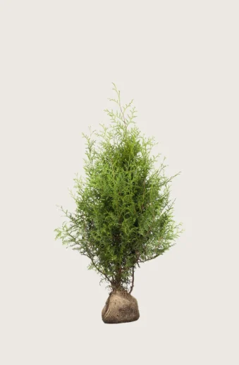Thuja-Brabant-Rotklump-Grenad-40cm.webp