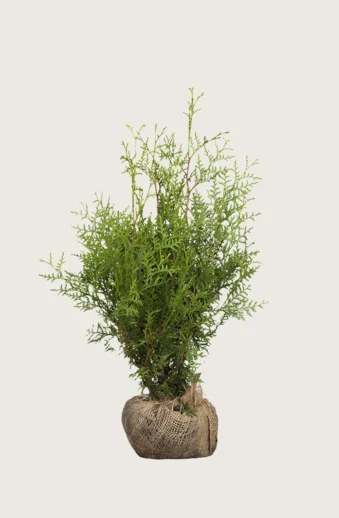 Thuja-Brabant-Rotklump-Outlet-150cm.webp