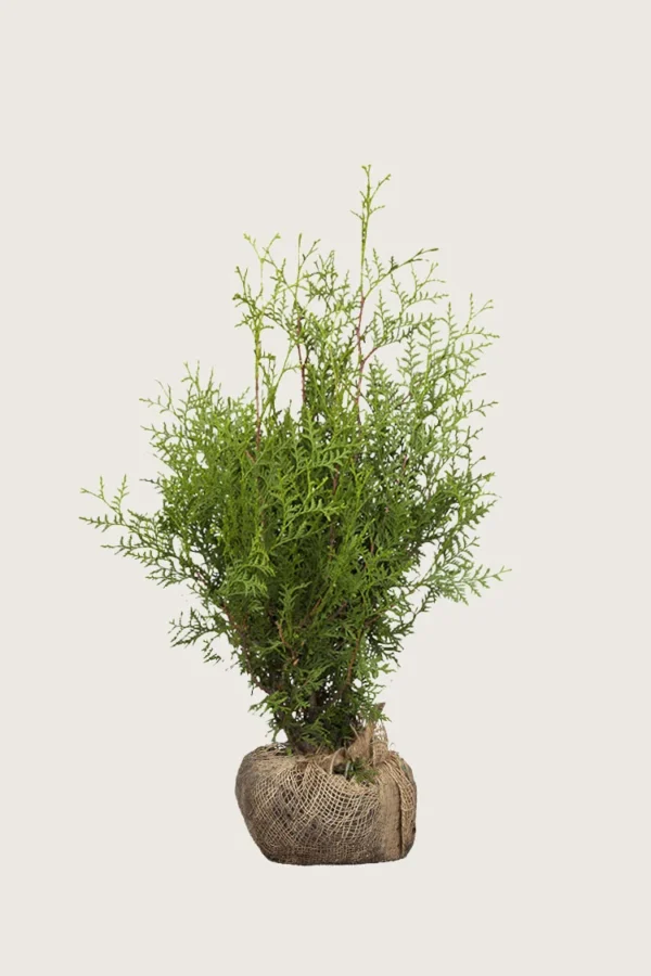 Thuja-Brabant-Rotklump-Outlet-175cm.webp