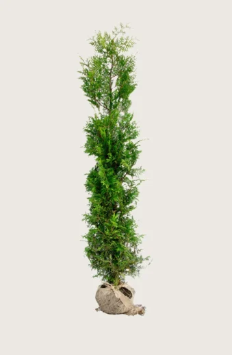 Thuja-Brabant-Rotklump-Outlet-200cm.webp