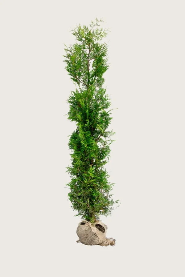 Thuja-Brabant-Rotklump-Outlet-200cm.webp