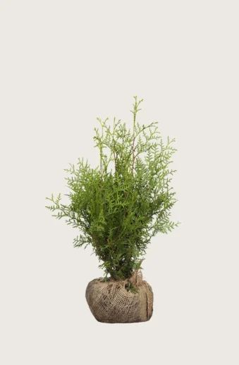 Thuja-Brabant-Rotklump-Outlet-40cm.webp
