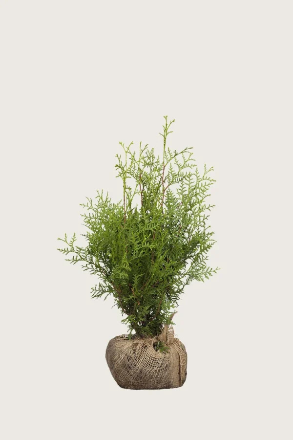Thuja-Brabant-Rotklump-Outlet-60cm.webp