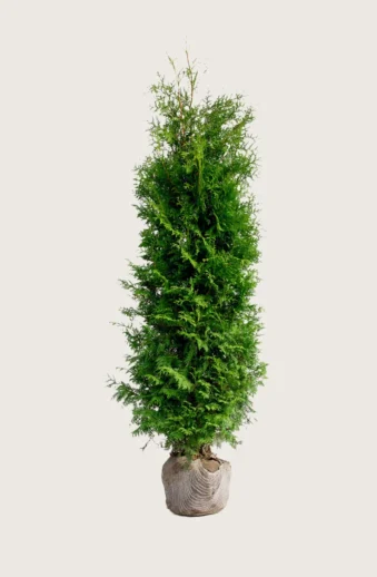 Thuja-Brabant-Rotklump-Välgrenad-125cm.webp