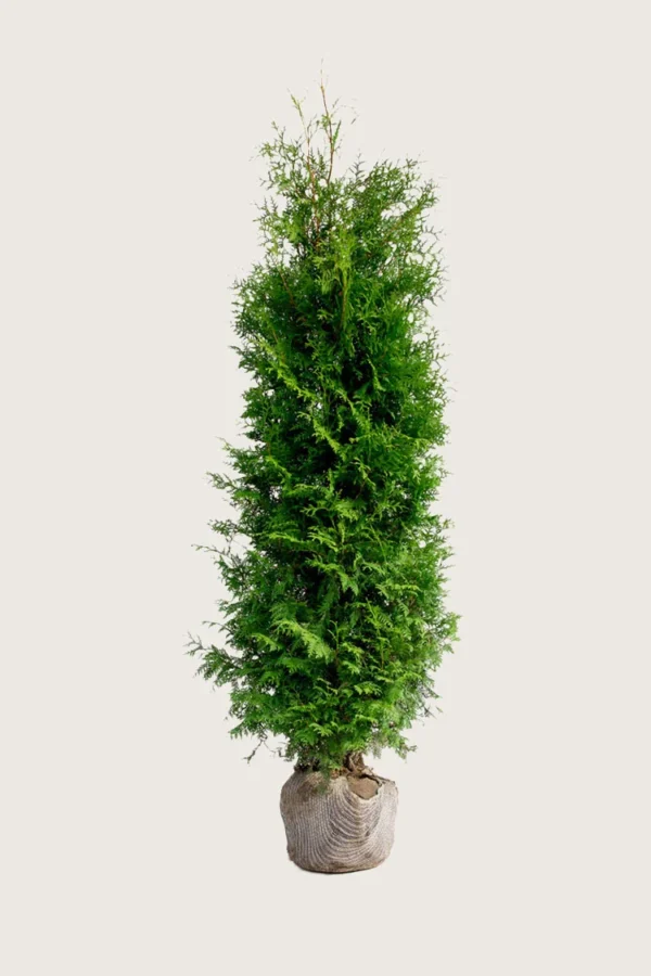 Thuja-Brabant-Rotklump-Välgrenad-175cm.webp