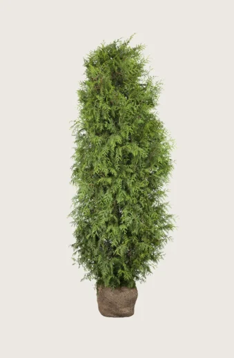 Thuja-Brabant-Rotklump-Välgrenad-200cm.webp