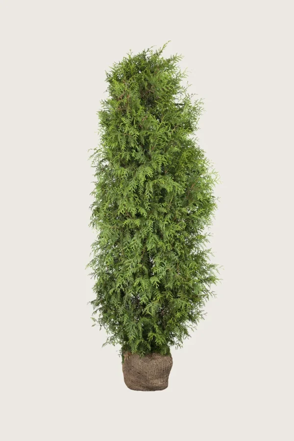 Thuja-Brabant-Rotklump-Välgrenad-250cm.webp