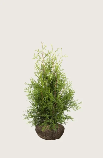 Thuja-Brabant-Rotklump-Välgrenad-60cm.webp