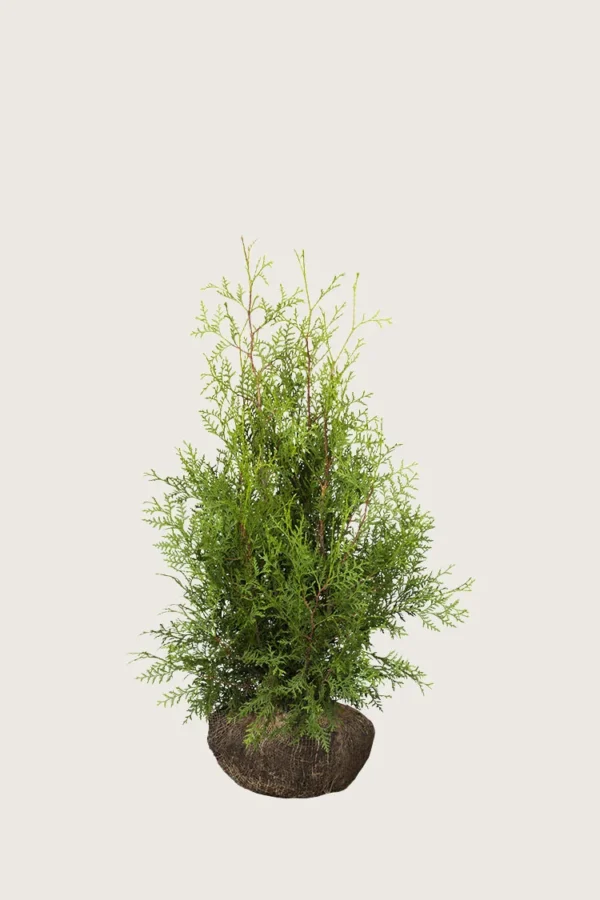 Thuja-Brabant-Rotklump-Välgrenad-60cm.webp
