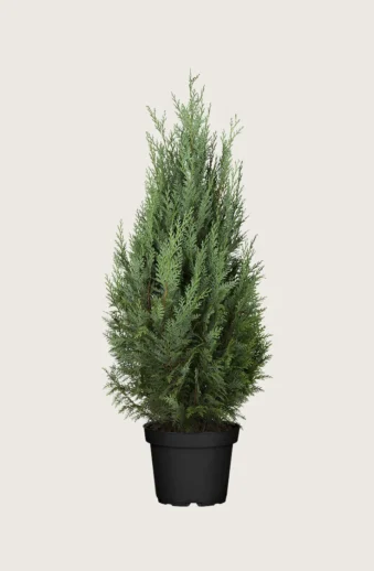 Thuja-Columna-Kruka-Välgrenad-125cm.webp