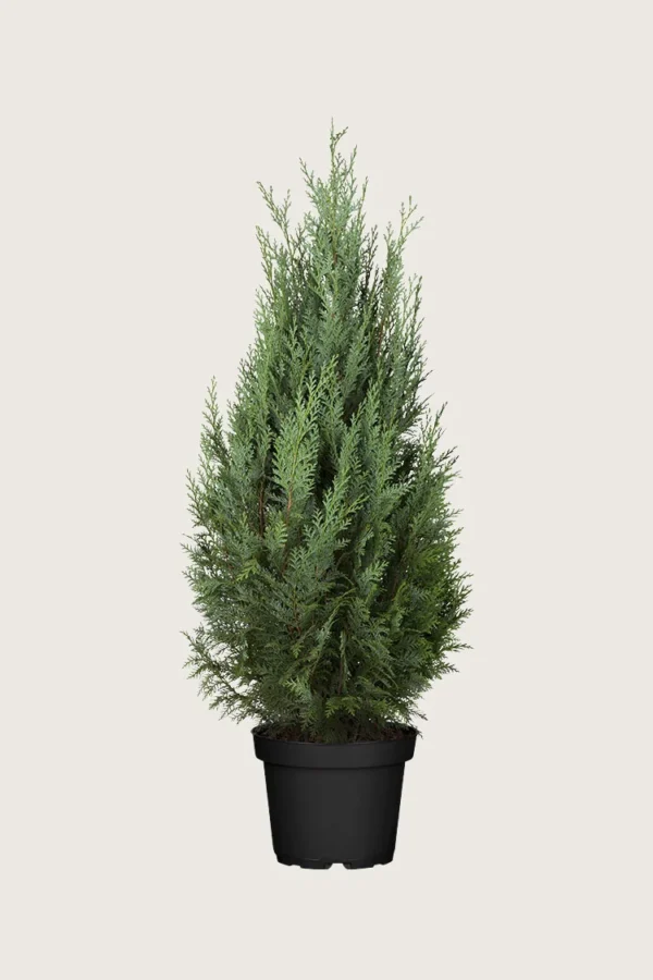 Thuja-Columna-Kruka-Välgrenad-125cm.webp