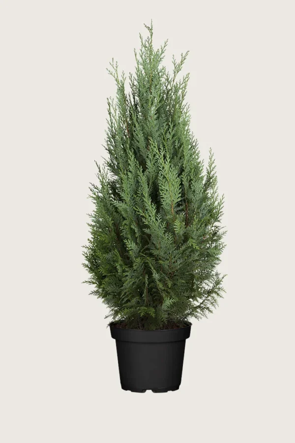 Thuja-Columna-Kruka-Välgrenad-200cm.webp