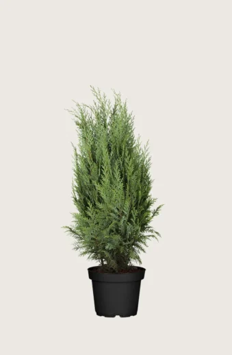Thuja-Columna-Kruka-Välgrenad-60cm.webp