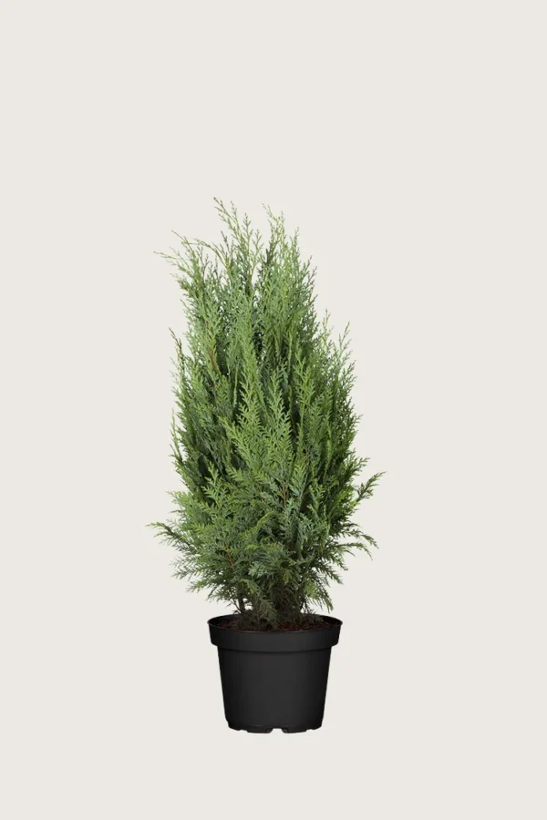 Thuja-Columna-Kruka-Välgrenad-80cm.webp