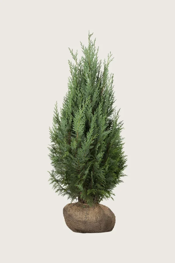 Thuja-Columna-Rotklump-Välgrenad-150cm.webp