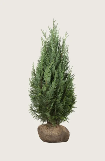 Thuja-Columna-Rotklump-Välgrenad-175cm.webp