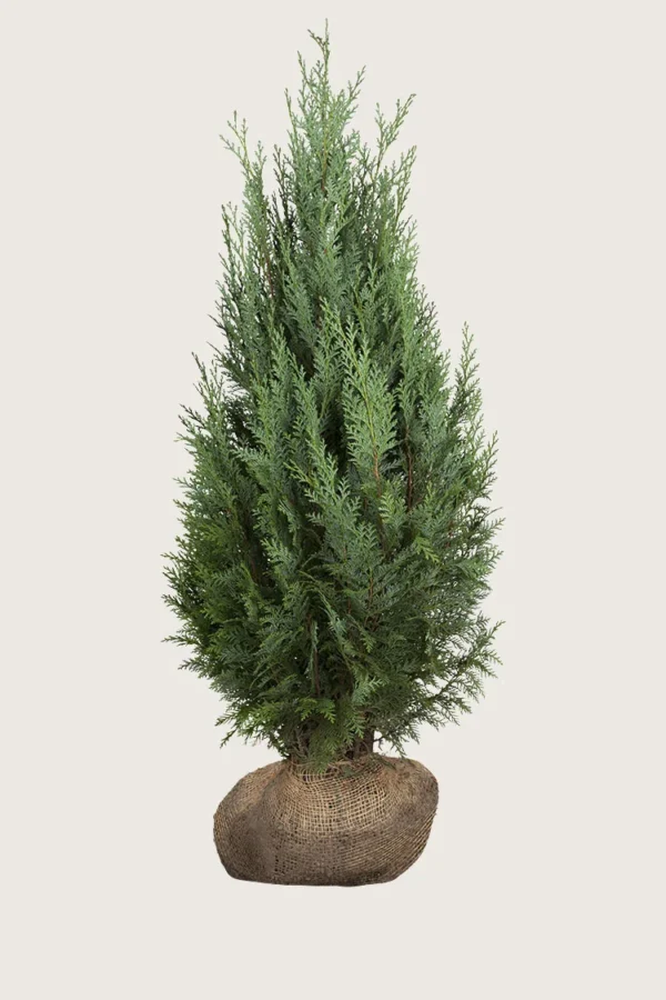 Thuja-Columna-Rotklump-Välgrenad-200cm.webp