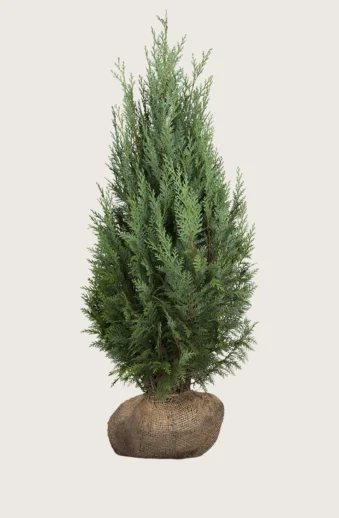 Thuja-Columna-Rotklump-Välgrenad-250cm.webp