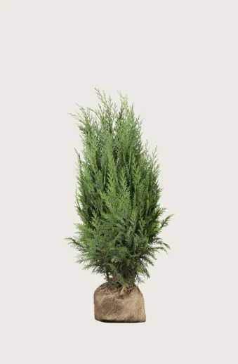Thuja-Columna-Rotklump-Välgrenad-40cm.webp