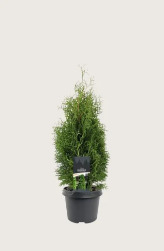 Thuja-Holmstrup-Kruka-Välgrenad-100cm.webp