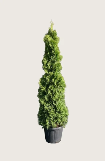 Thuja-Holmstrup-Kruka-Välgrenad-150cm.webp