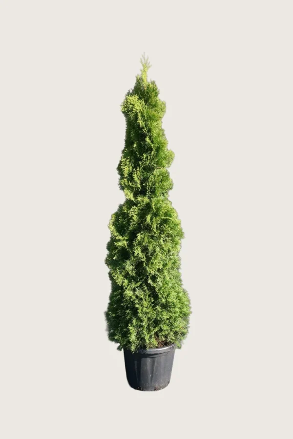 Thuja-Holmstrup-Kruka-Välgrenad-175cm.webp