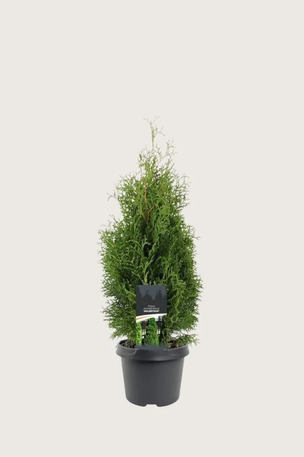 Thuja-Holmstrup-Kruka-Välgrenad-80cm.webp
