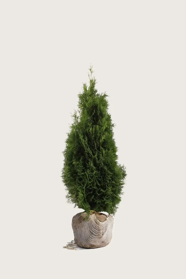 Thuja-Holmstrup-Rotklump-Välgrenad-100cm.webp
